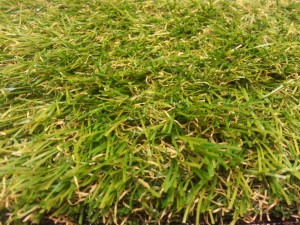 cardiff grass 2